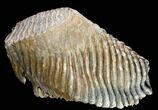 Woolly Mammoth Molar From Poland - Collector Quality! #136514-1
